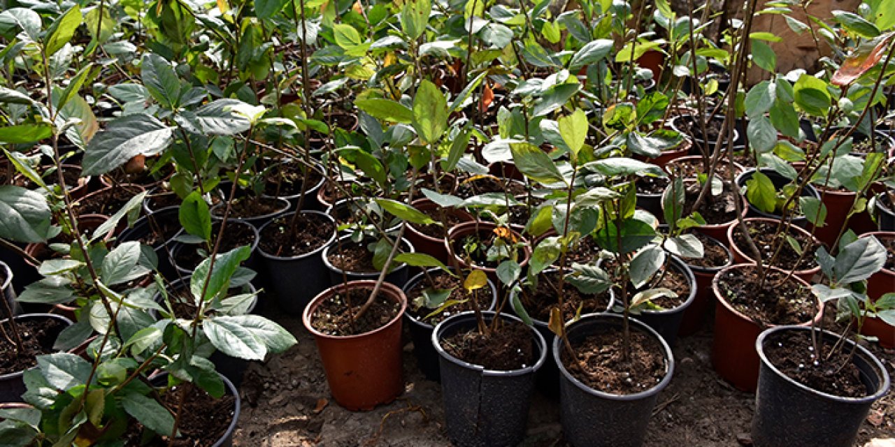 Süper meyve 'Aronya' Akçaabat'tan sonra o ilde üretilecek!