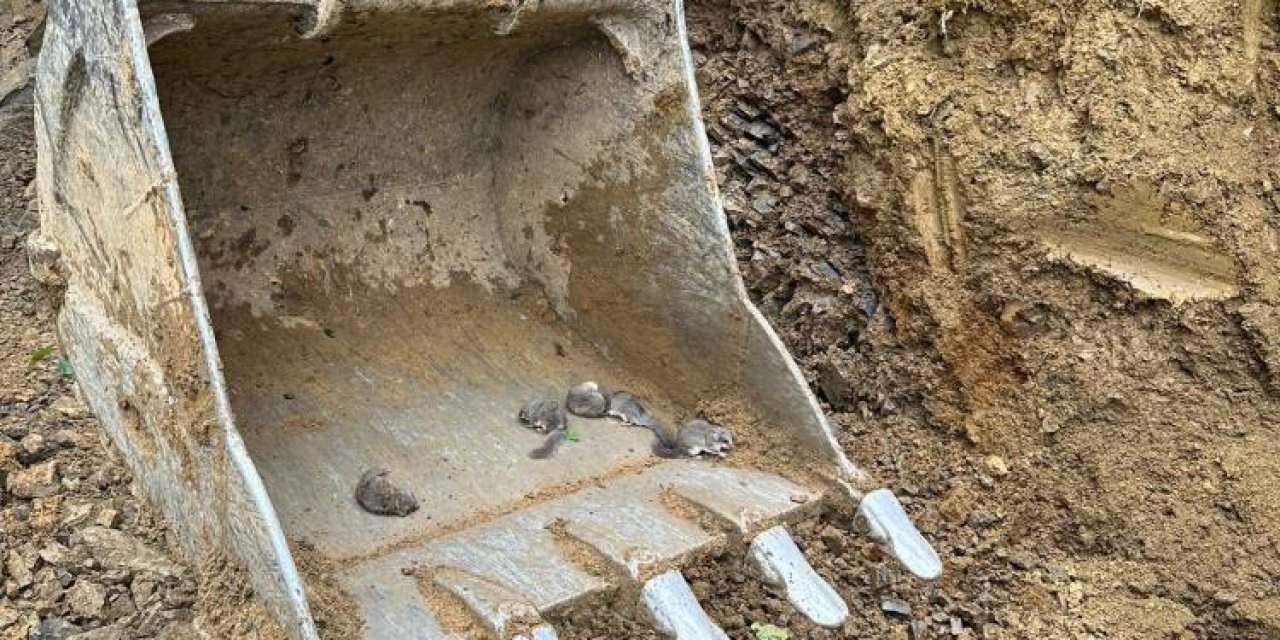 Artvin'de iş makinesi operatörünün dikkati 9 yavru sincabın hayatını kurtardı