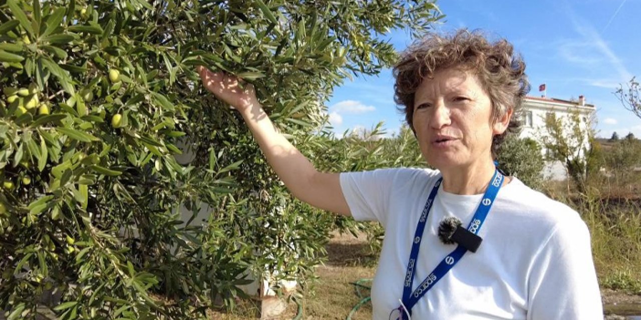 Doktorluğu bırakıp zeytin üreticisi oldu