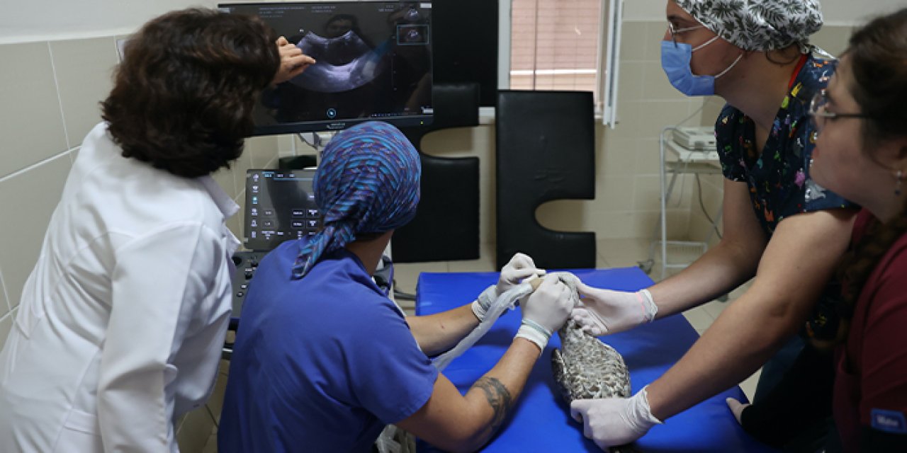 Samsun'daki hayvan hastanesinde bu yıl 350 yaban hayvanı tedavi edildi