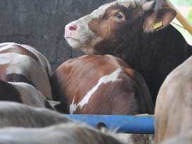 Bu inek İstanbul'u birbirine kattı