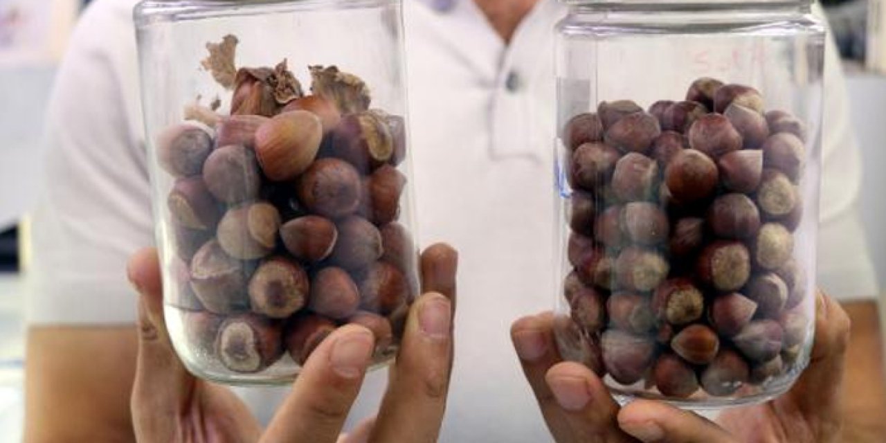 10 yıllık çalışma yaptılar! Fındığın DNA'sını ortaya çıkardılar