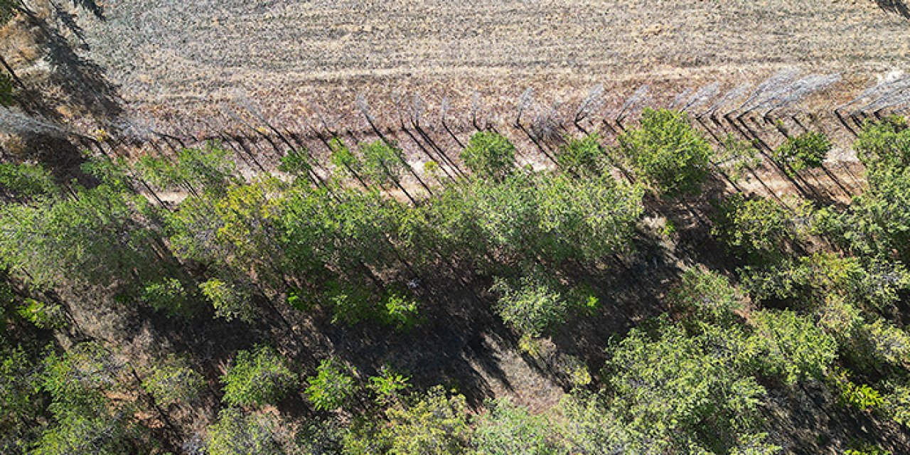Bayburt'ta çorak araziyi ormana dönüştürdü