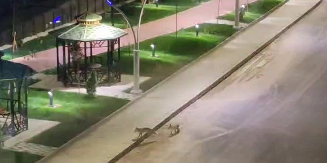 Gümüşhane'de açılmayan parkı tilkiler ziyaret etti