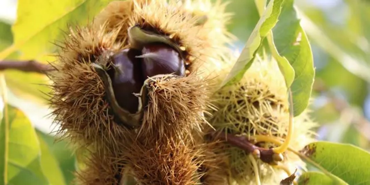 Samsun'da kestanede beklenmedik gelişme! Hastalık vurdu