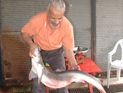 Trabzon'da köpekbalığı yakalandı