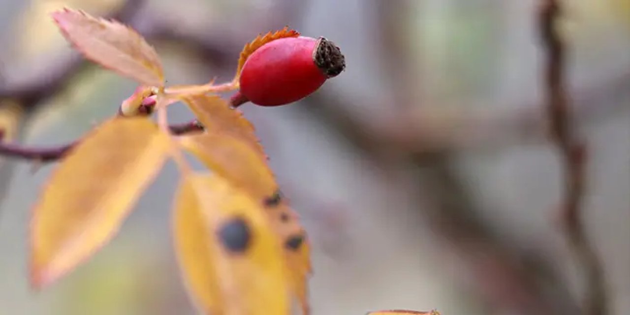 Gümüşhane'de Kuşburnu Nektarına coğrafi işaret