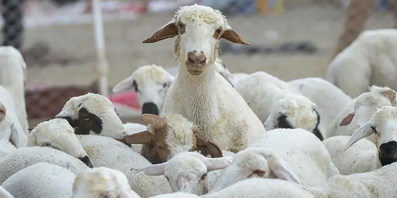 Resmi Gazete'de yayımlandı! Hayvancılık desteklerinde artış