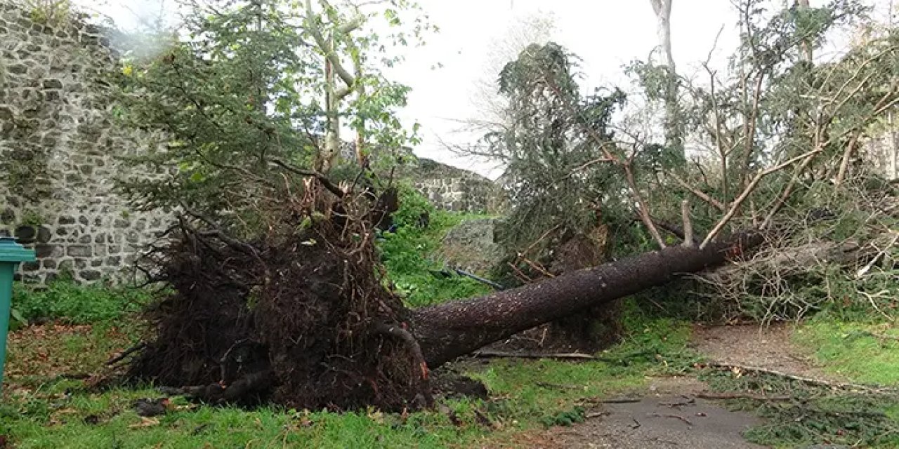 Giresun'da şiddetli fırtına asırlık ağaçları devirdi