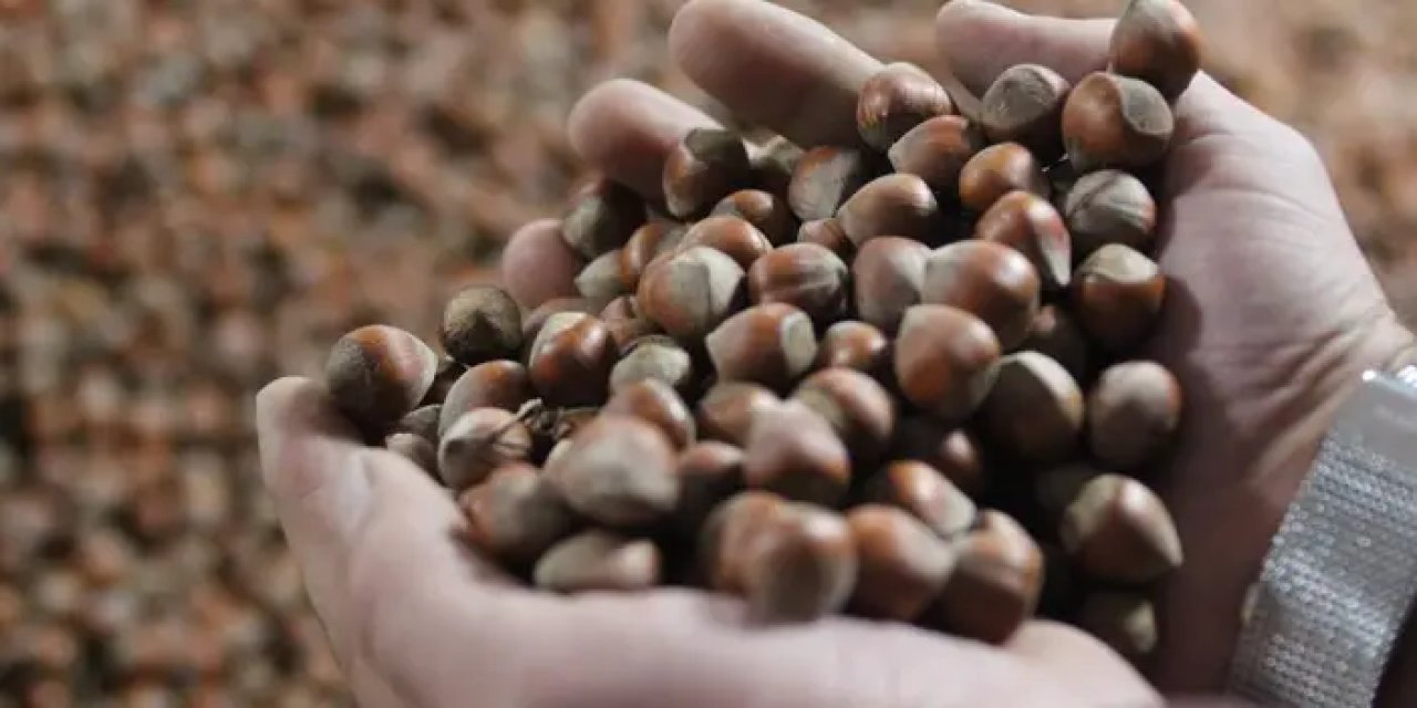 Fındık fiyatı düştü mü? Güncel fındık fiyatı ne kadar?