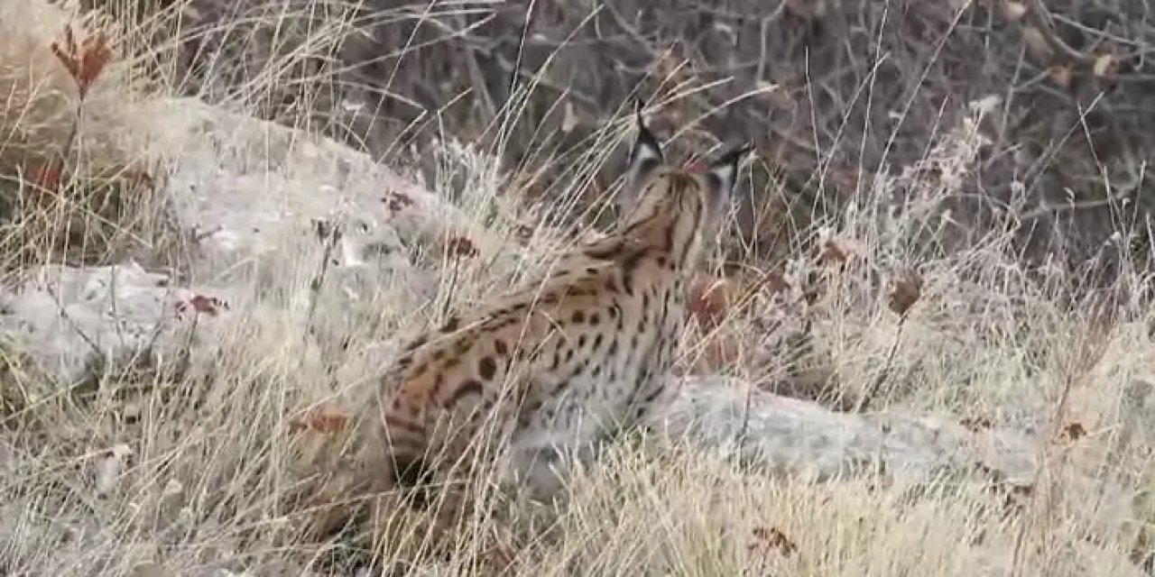 Nesli tükenme tehlikesi altında: Vaşak Gümüşhane'de görüntülendi