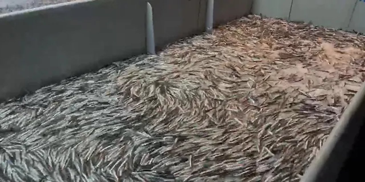 Doğu Karadeniz'de fırtına sonrası hamsi bolluğu! Hamsi fiyatı ne kadar?