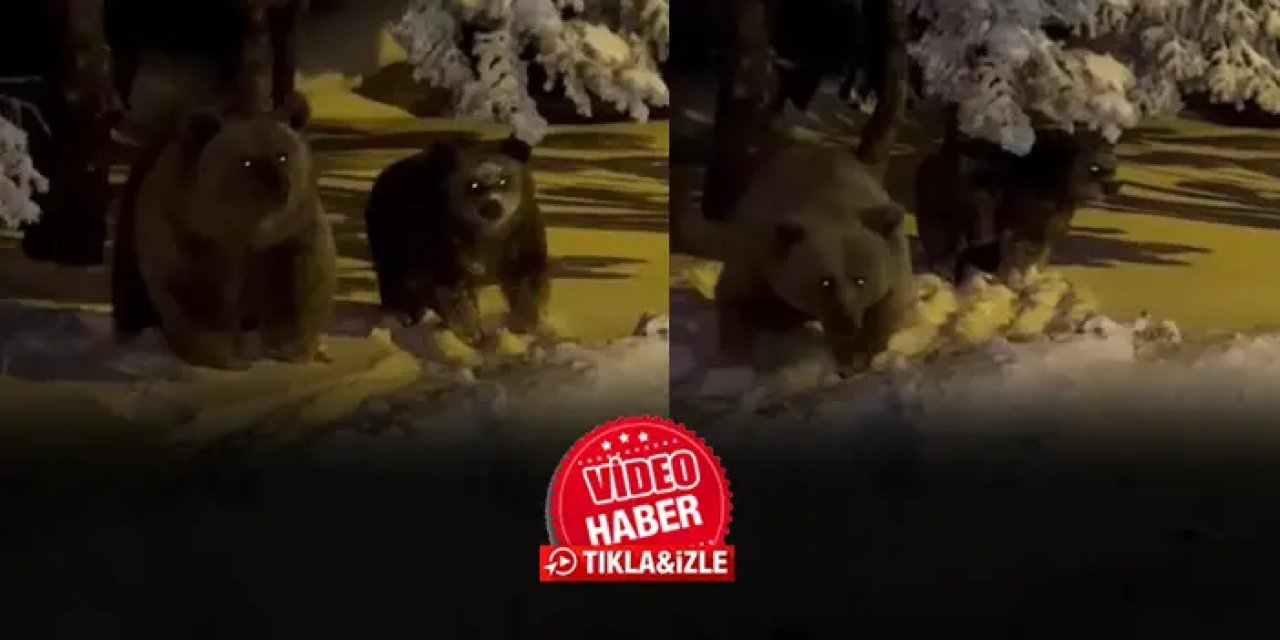 Korku dolu anlar! Sinirlenen ayı böyle saldırdı