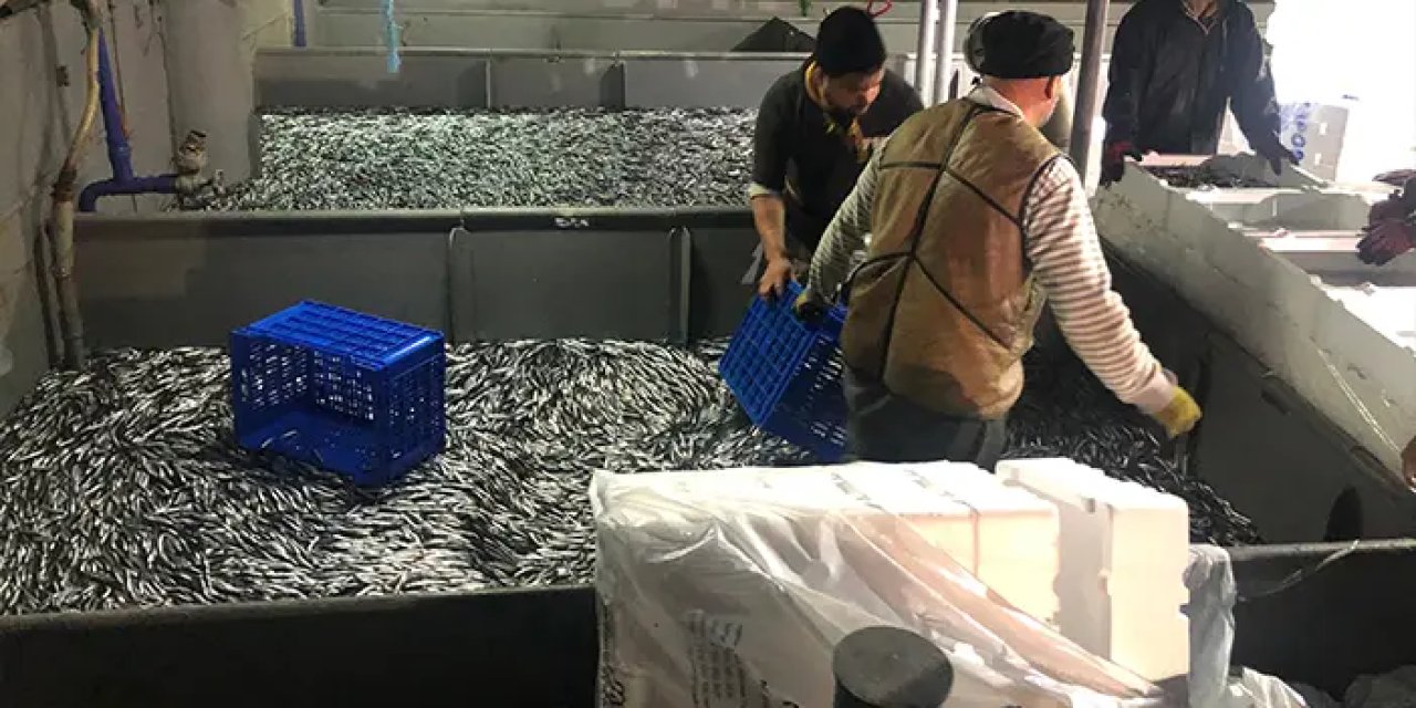 Doğu Karadeniz'deki fırtınanın ardından hamsi bolluğu yaşandı