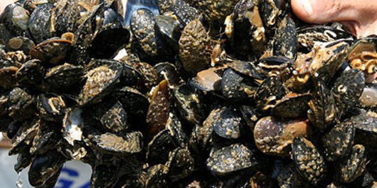 Samsun'da yasa dışı midye nakli yapan kişiye 16 bin 561 lira ceza