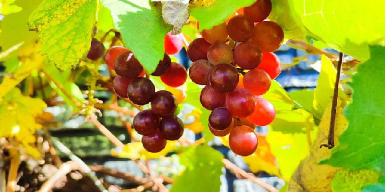 Giresun'da şok olay! Aralık ayında asmada üzüm çıktı