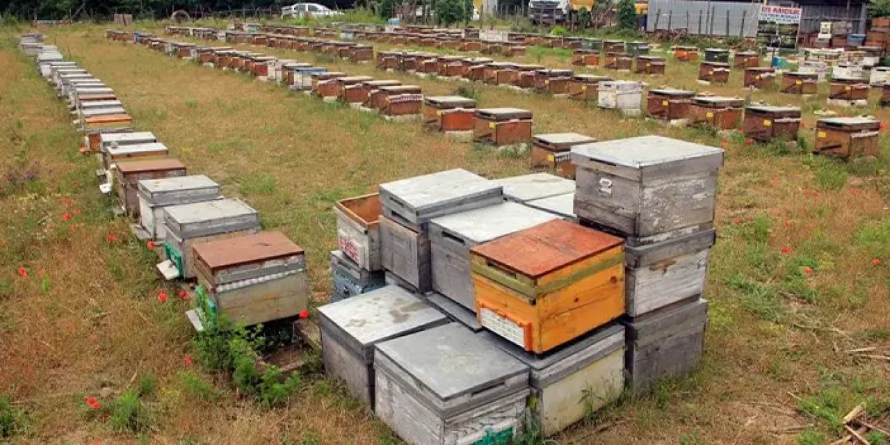 Kestane balında renk koyulaştıkça fiyatı da artıyor