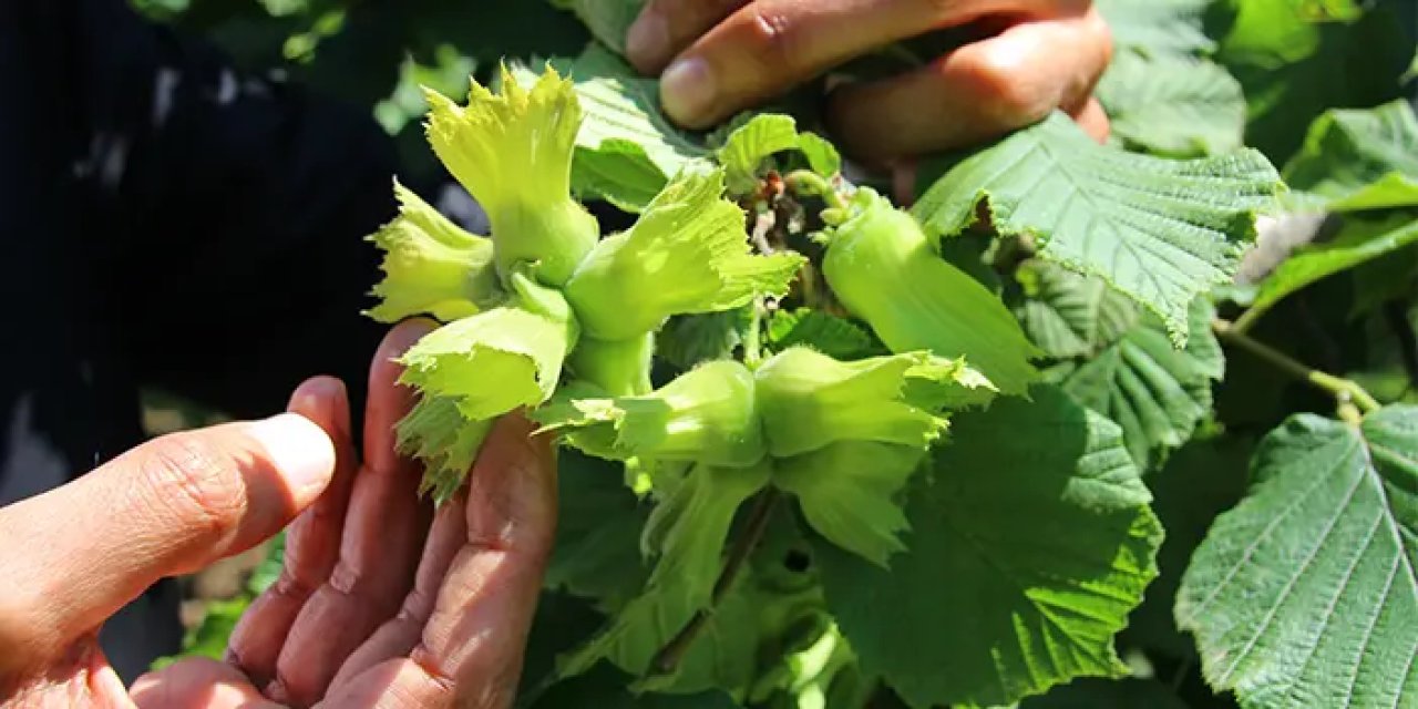 Fındık tücarları o tehlikeye dikkat çekti! "Bizleri endişelendiriyor"