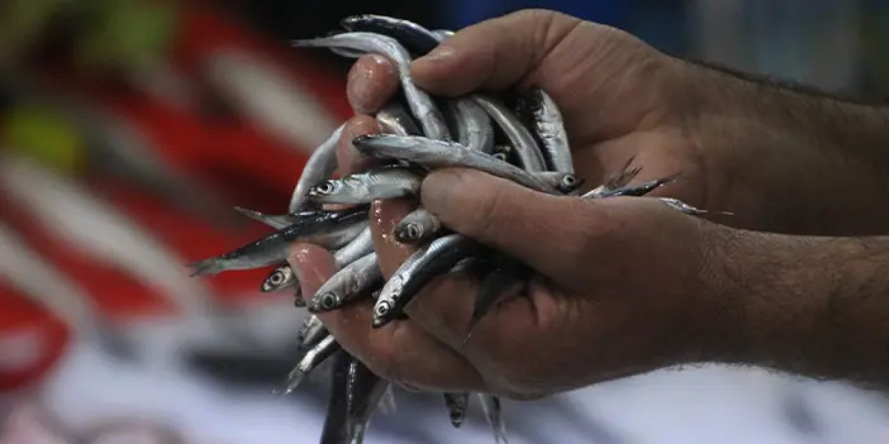 Ordu'da hamsinin fiyatı vatandaşın yüzünü güldürdü!