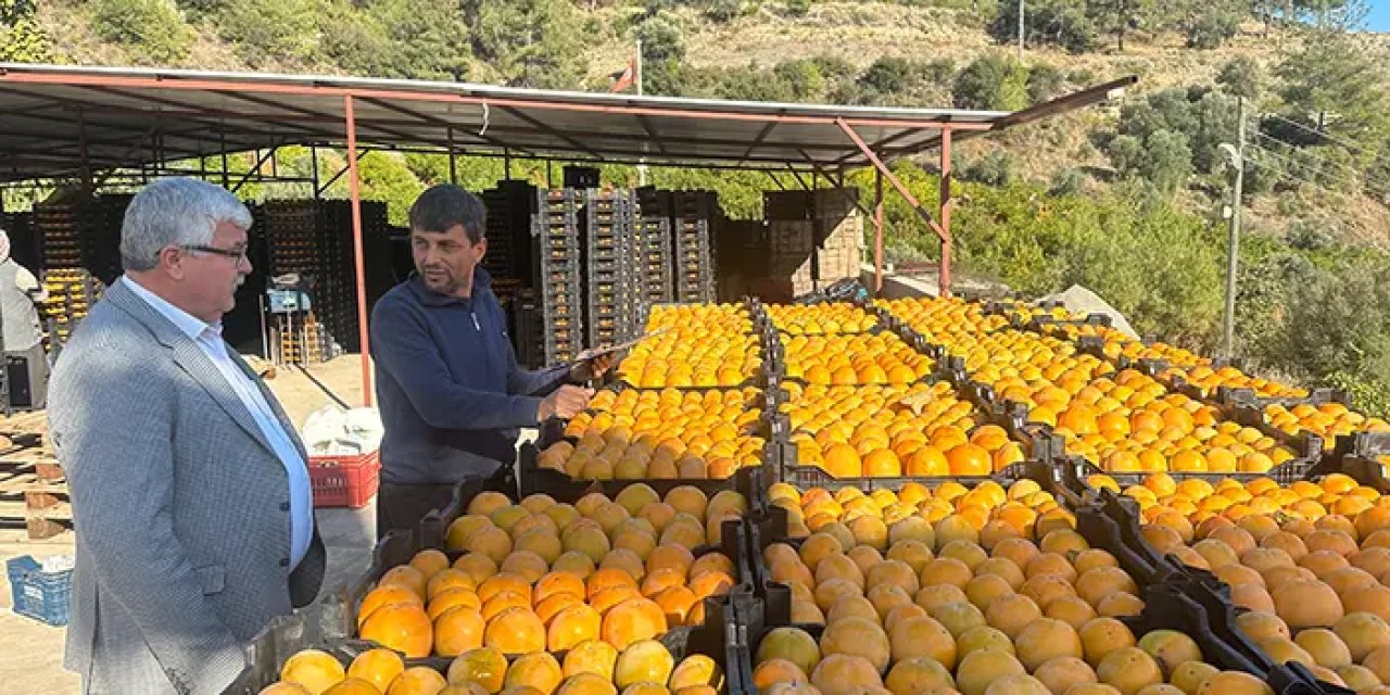 Trabzon hurması çiftçinin yüzünü güldürüyor
