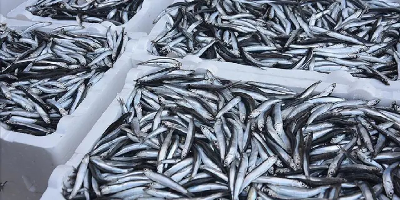 Türkiye'nin 11 aylık hamsi ihracatında artış yaşandı