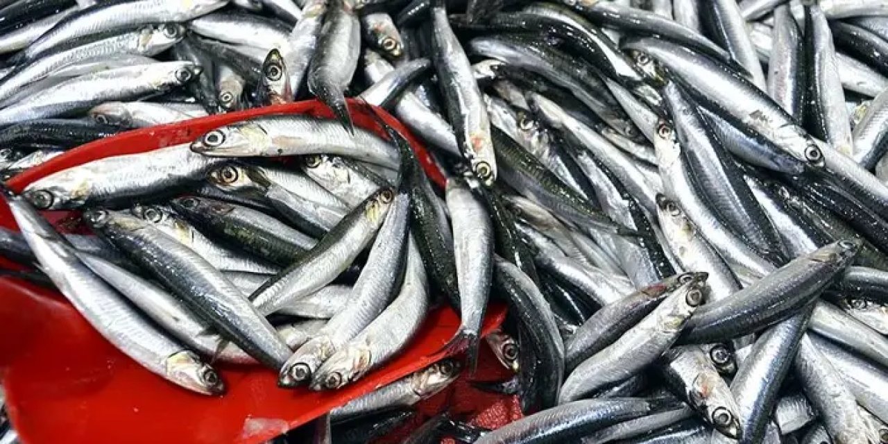 Trabzon'da hamsi bollaştı! Fiyatı geriledi