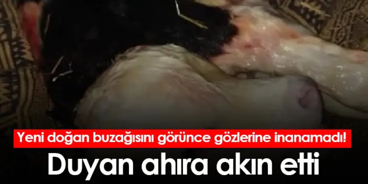 Yeni doğan buzağısını görünce gözlerine inanamadı! Duyan ahıra akın etti