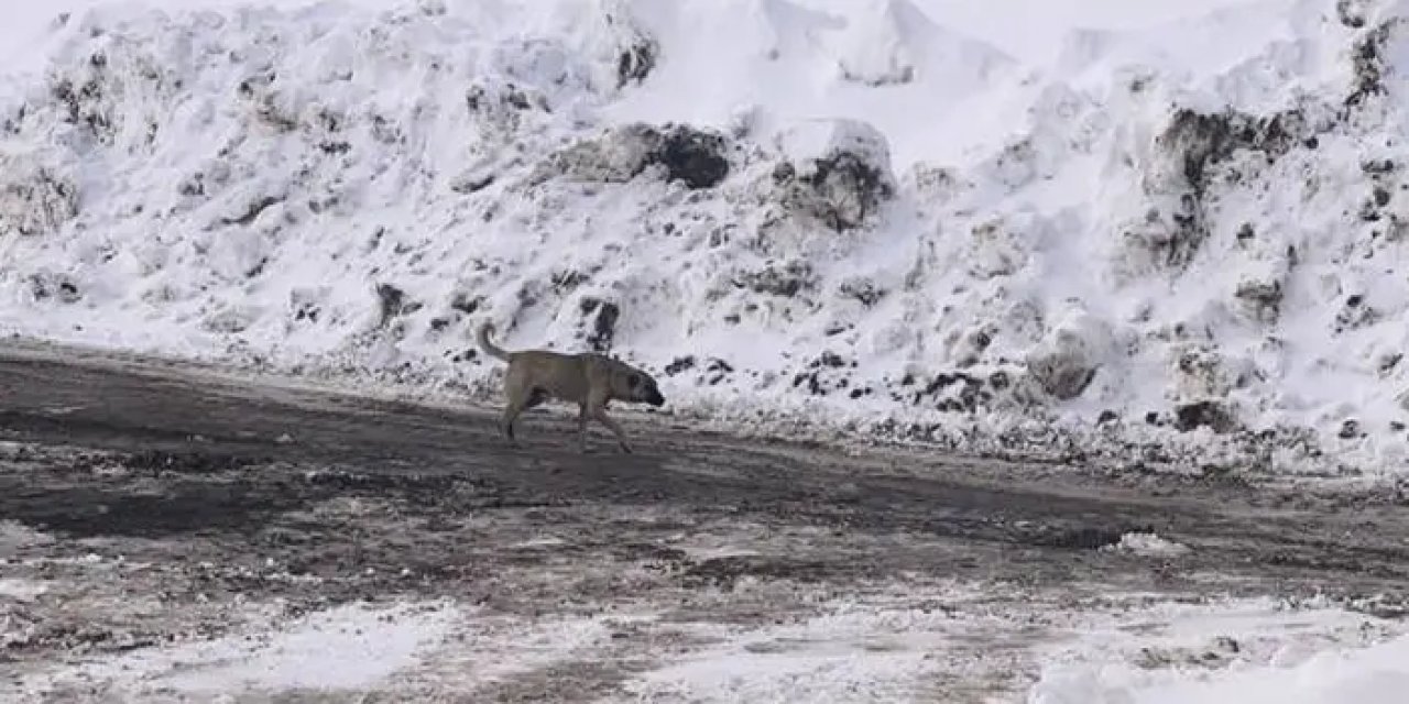 Bayburt'ta karayolu üzerine terk edilen başıboş köpekler tehlike saçıyor
