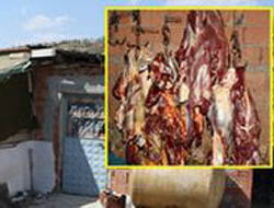 At keserken yakalanıdılar...