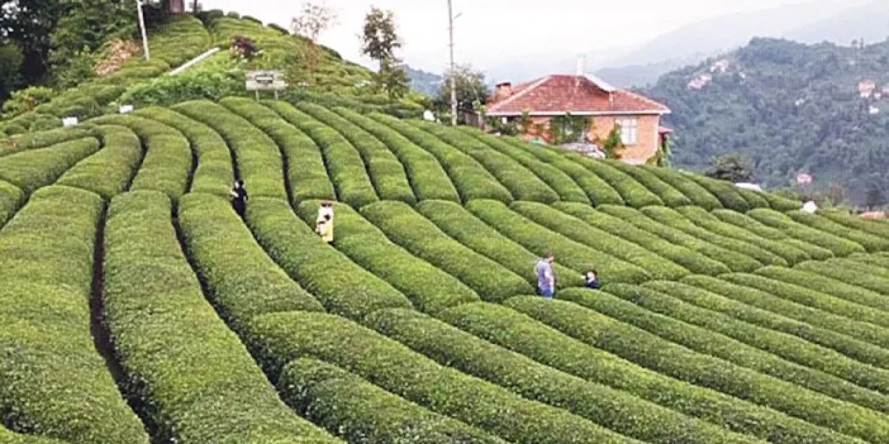 Rize'de çay ihracatından büyük gelir