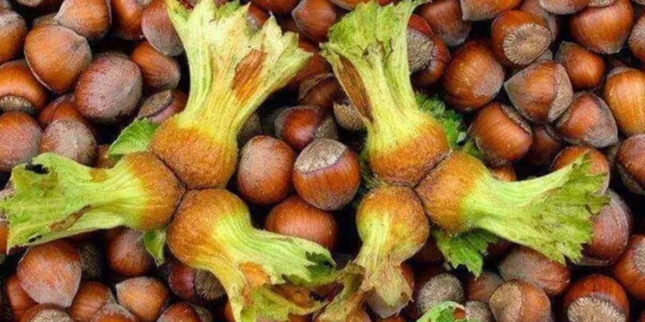 Giresun'da fındık üreticilerine sigorta çağrısı