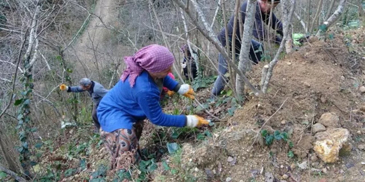 Fındıkta zorlu kış mesaisi başladı