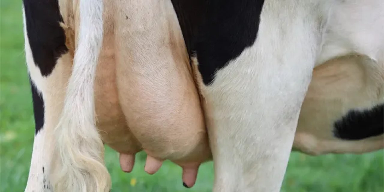 Sıcaklar Hayvanları Etkiliyor