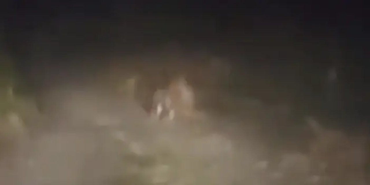 Rize'de yola inen ayının yolculuğu kamerada!