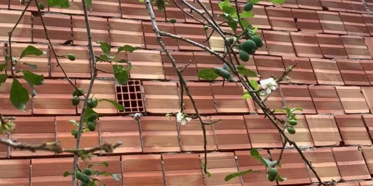 Karadeniz'de hayrete düşüren olay! Kış ortasında çiçek açıp meyve verdi