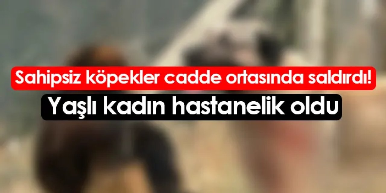Sahipsiz köpekler cadde ortasında saldırdı! Yaşlı kadın hastanelik oldu