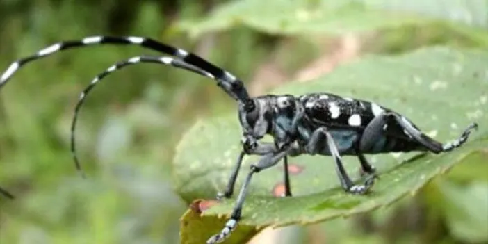 Fındığa musallat olan uzun antenli teke böceği popülasyonu azaldı