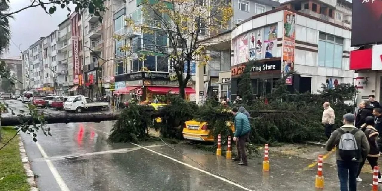 Rize'de rüzgarın devirdiği ağaç 2 taksiye zarar verdi