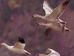 Sağ gözdeki büyük sır