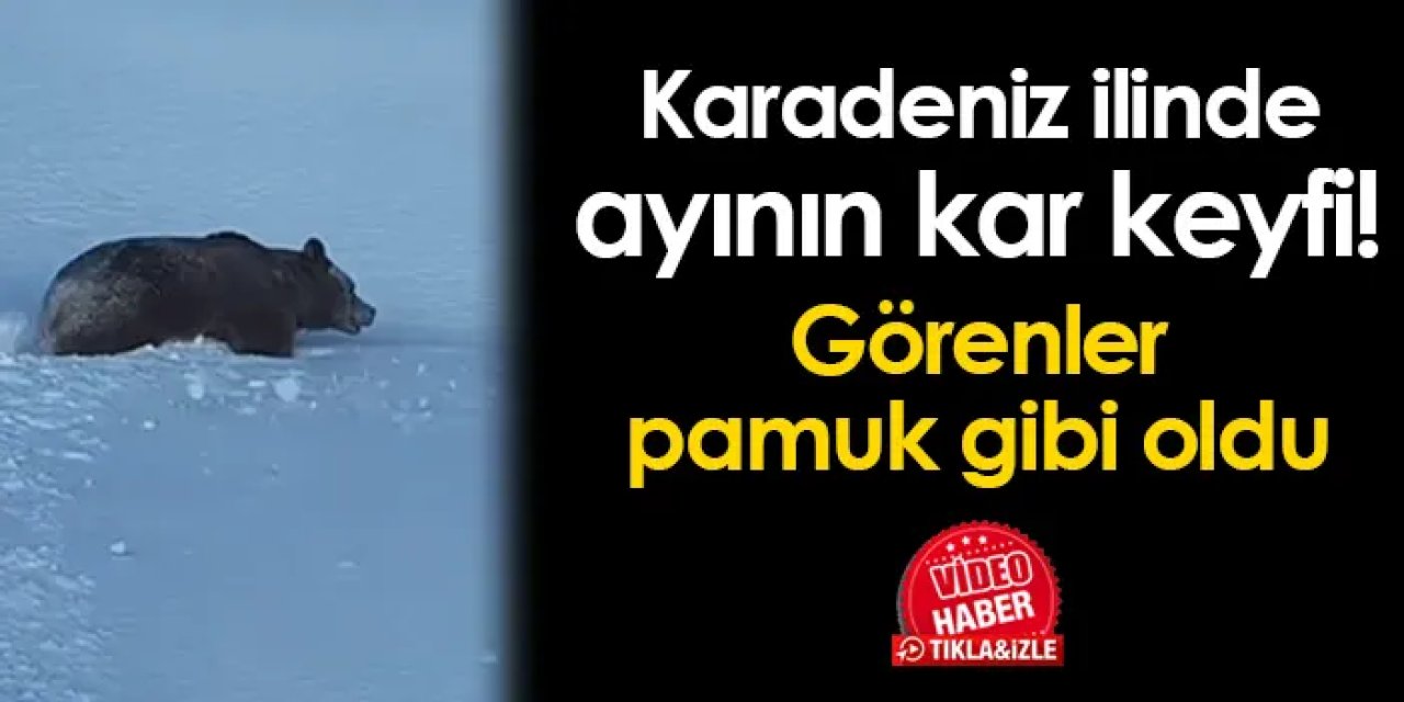Karadeniz ilinde ayının kar keyfi! Keyifli anlar kamerada