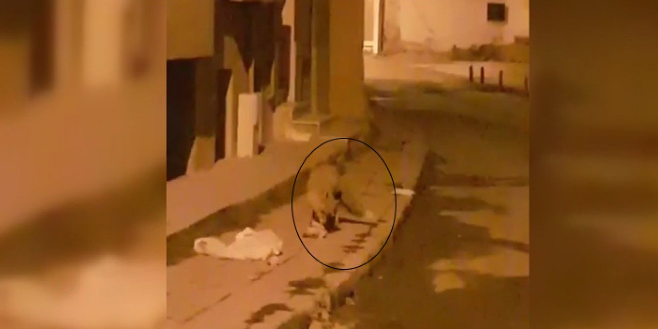Bayburt'ta aç kalan tilki şehir merkezine indi!
