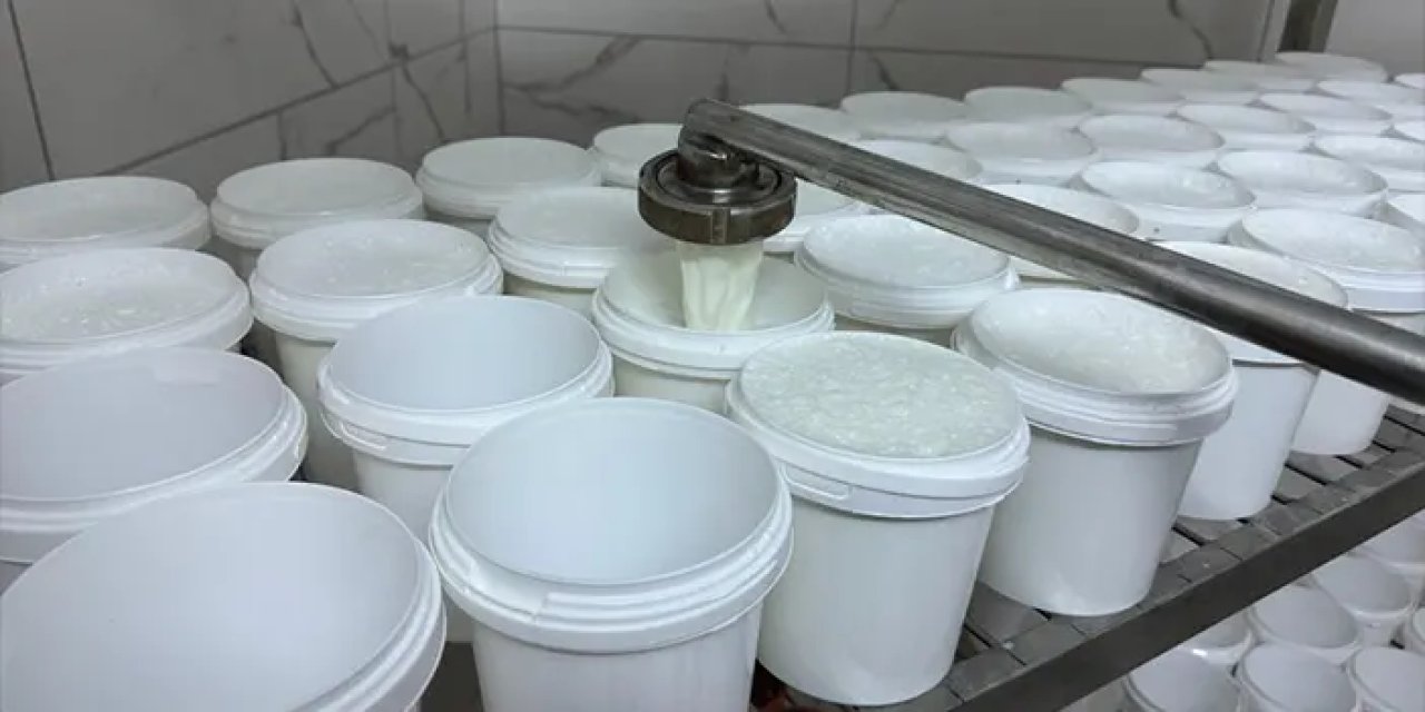 Giresun'da manda yoğurdu üretim tesisi! Normal üretime geçtiler