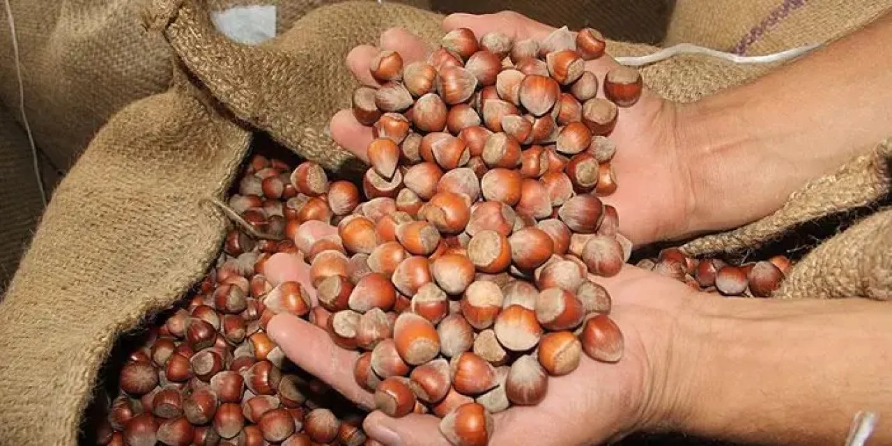 Trabzon'dan ihraç edilen fındık miktarında düşüş! 59 ülkeye satıldı