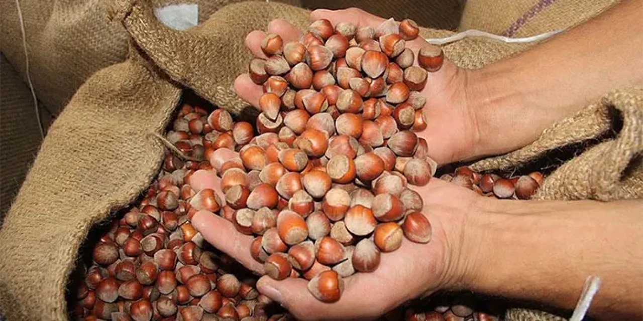 Ordu'da fındık fiyatı 105 TL