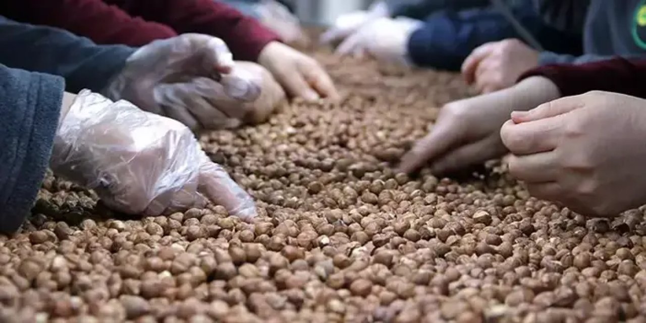 Fındık üreticilerine zirai don uyarısı! Tarım sigortasına dikkat çekildi