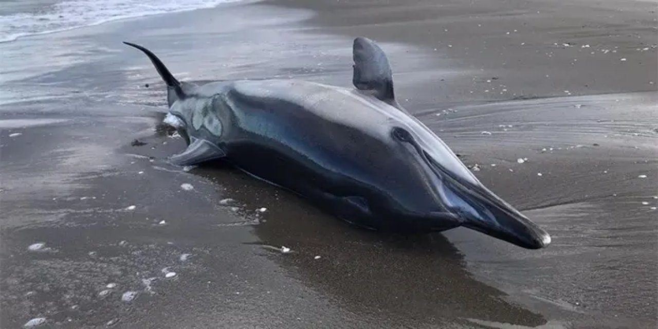 Samsun'da ölü yunus sahile vurdu