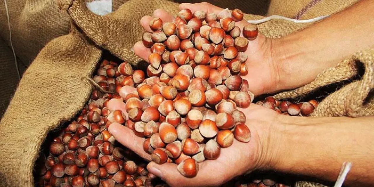 2024 Fındık Fiyatları! Fındık fiyatı ne kadar? Trabzon, Giresun, Ordu fındık fiyatları
