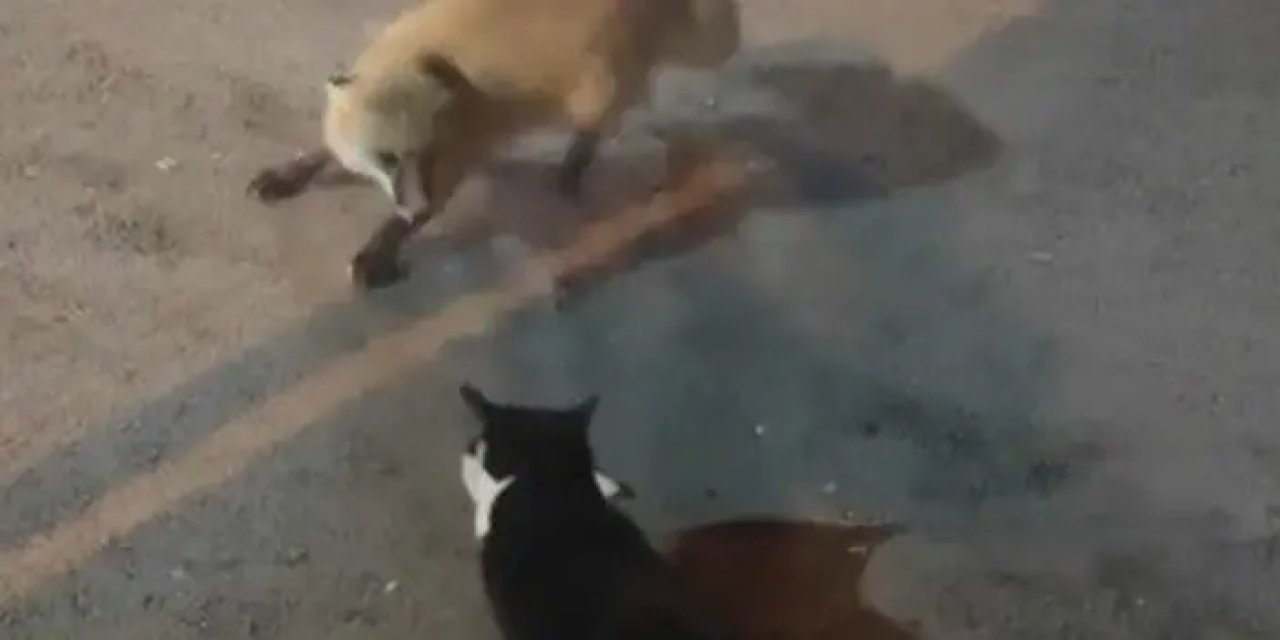 Bayburt'ta tilki ve kedinin yemek mücadelesi güldürdü