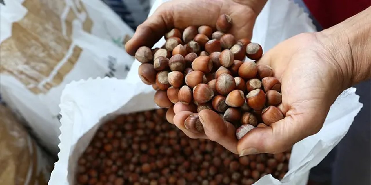 Dört ayda 185 bin ton fındık satıldı! Bölgemizden tek il ilk üçe girebildi