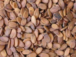 Karpuz çekirdeği deyip geçmeyin